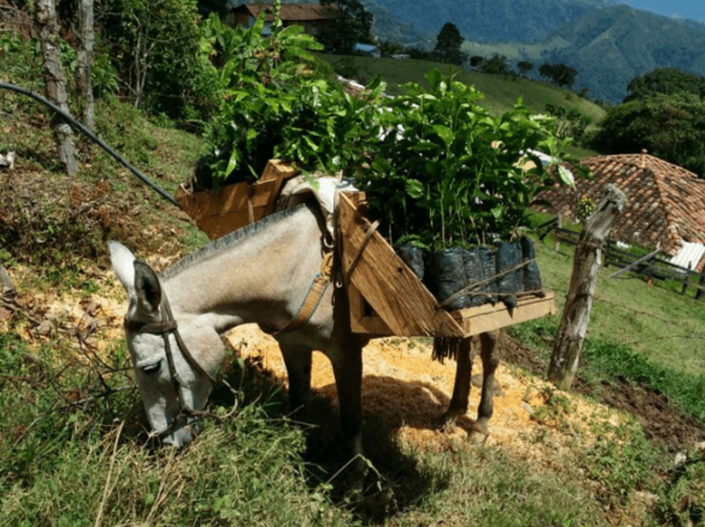 Mary the Donkey - From Don Massimo Coffee | Free Shipping On All Orders